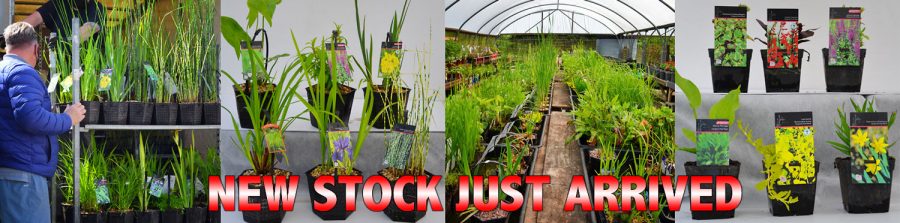 Pond plants online